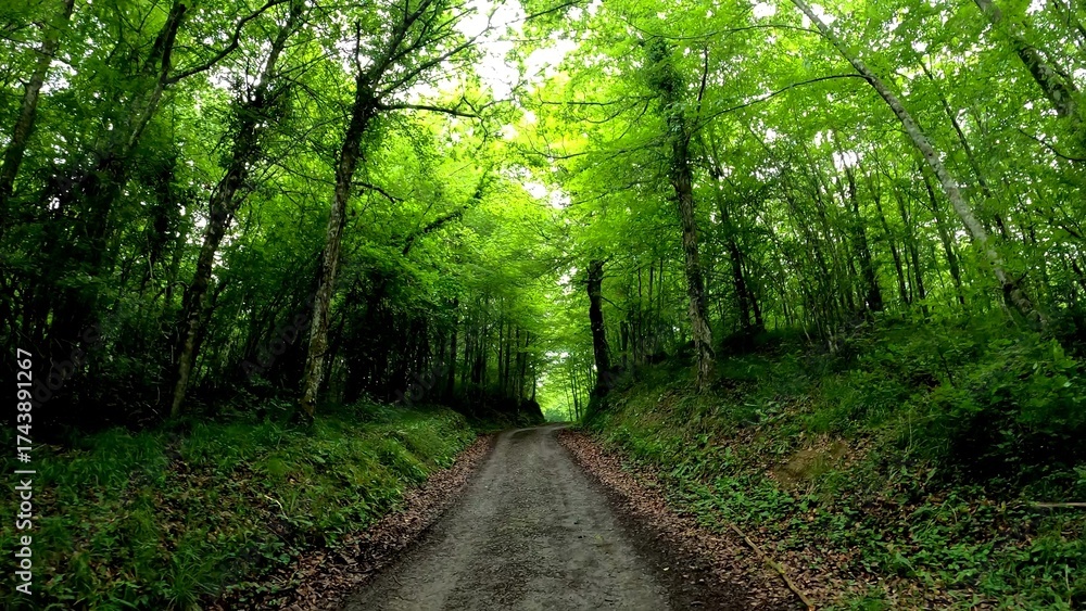 Fototapeta premium View of the treetops in the deep forests of beech and oak, in the province of Alava, Spain.