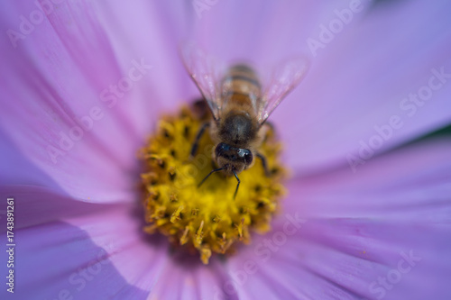 Honeybee pollinating a Cosmo flower