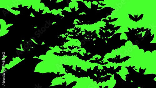 Black and white bat flying toward camera on green screen, spooky mystery vampire matte effect, 2D Halloween transition background, fantasy horror cartoon motion graphic, scary holiday night loop 