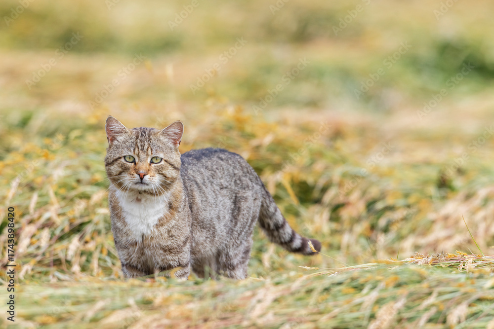Obraz premium Domestic cat standing in field of hay in Haczow