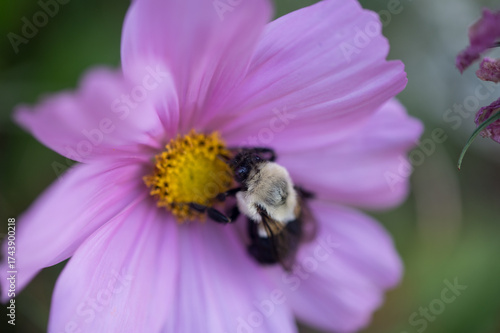 Bumble bee at colorful Cosmo flower