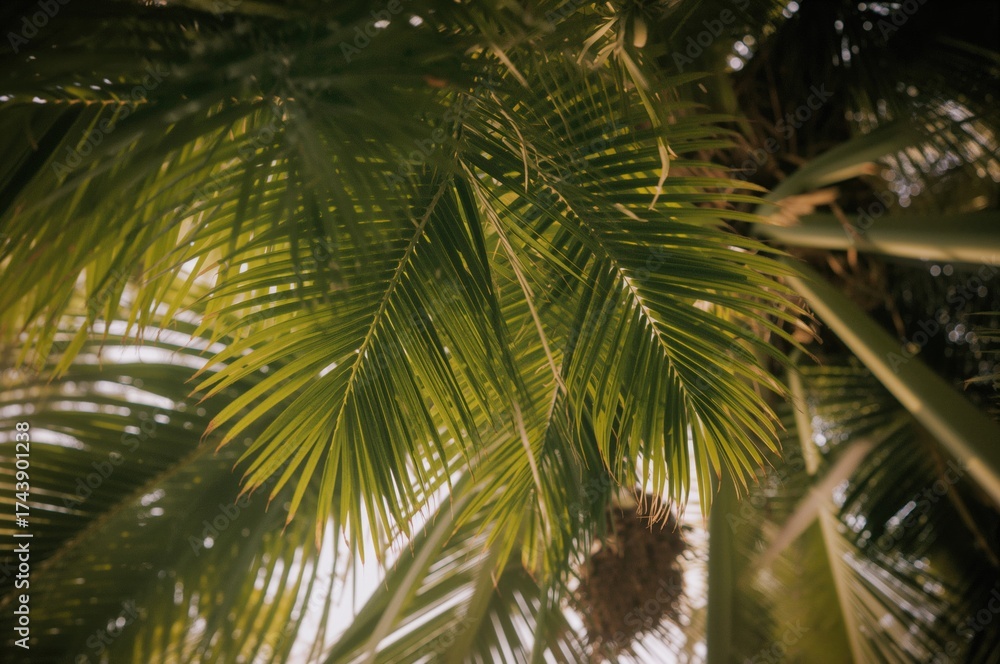 Fototapeta premium Overhead shot of palm fronds against plain backdrop