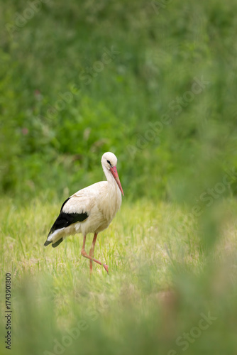 Fototapeta Naklejka Na Ścianę i Meble -  White stork walking in a green field in Bieszczady