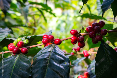Coffee fruits on cherry tree