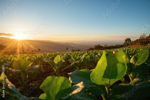 The allure of tobacco plantations in elevated regions during a chilly dawn