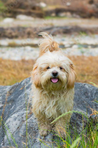 Beautiful puppy posing on grass