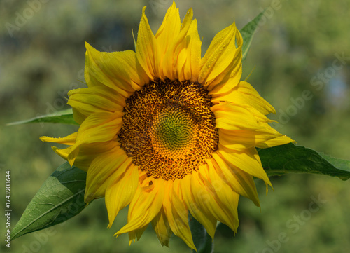 Sunflower seeds ripen in the morning dew and in the sunshine.