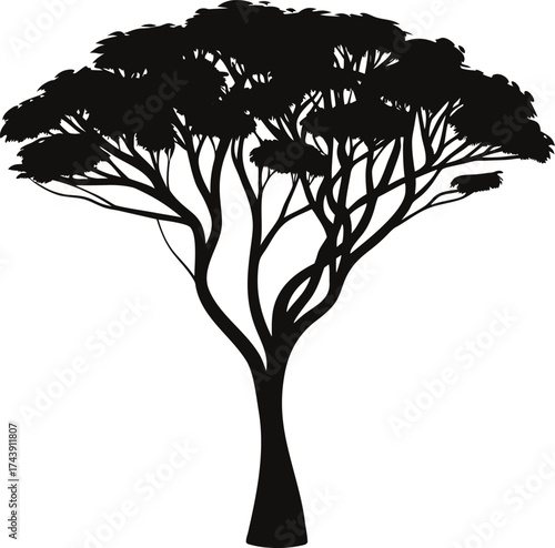  Silhouette of a majestic acacia tree against a white background