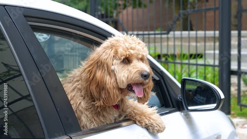 Brown curly dog leaning out of car window, traveling with dog