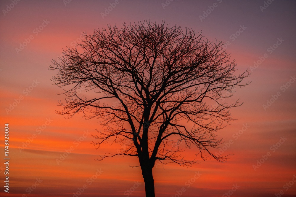 Fototapeta premium Silhouetted tree against a twilight backdrop