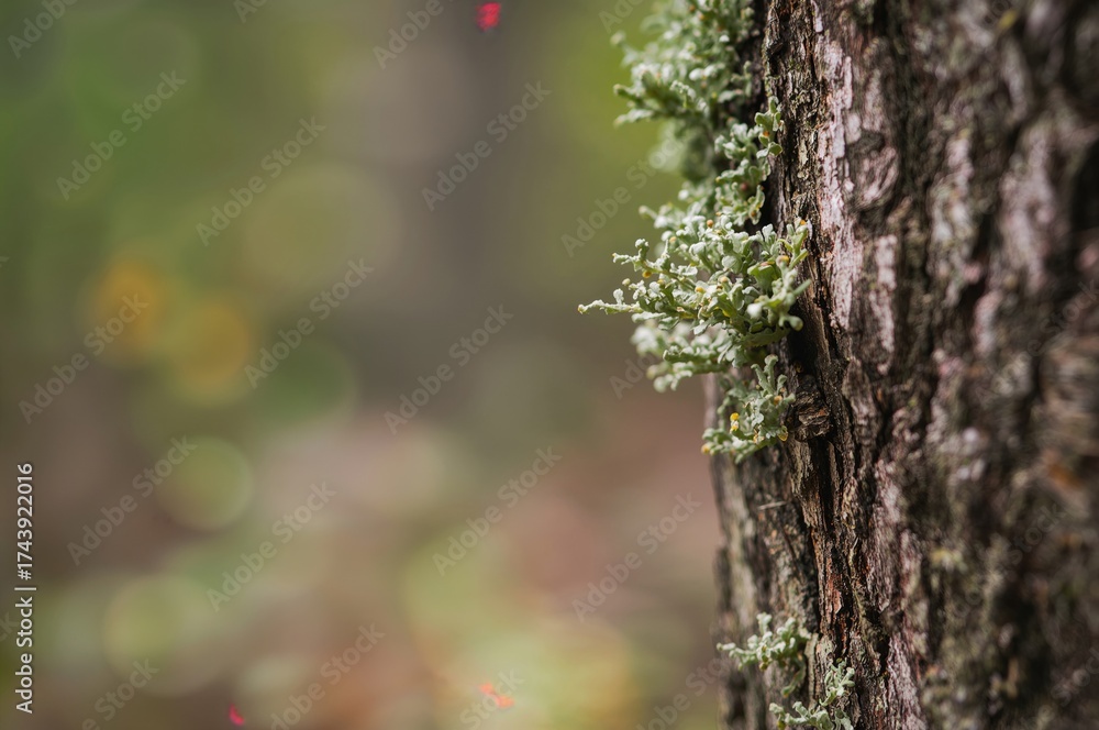 Obraz premium Close-up of tree bark covered with green lichen in a blurred background