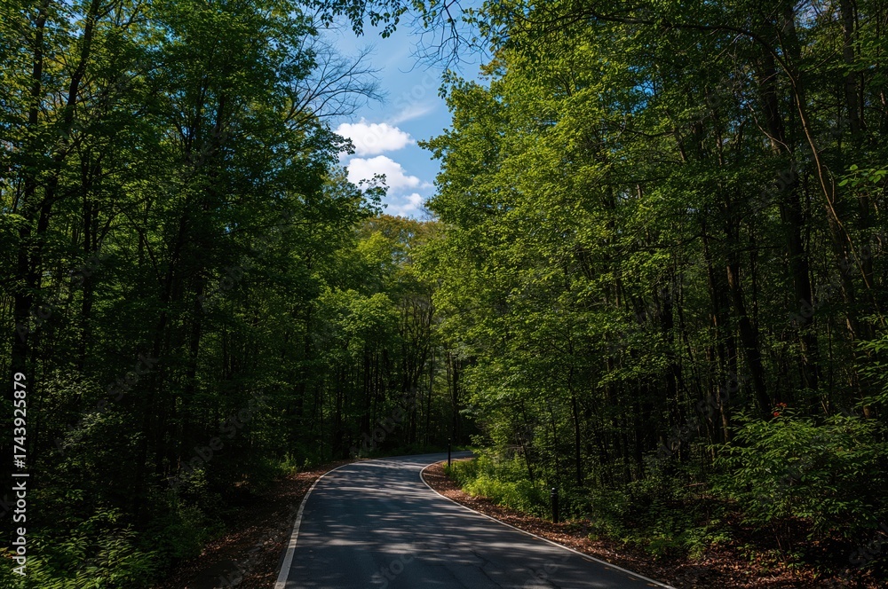 Fototapeta premium Pathway through dense woodland