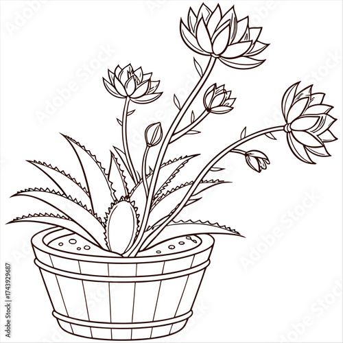 Continuous line drawing of a potted succulent plant with multiple flower heads blooming on a white background