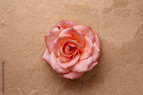 Blooming rose against textured mulberry backdrop