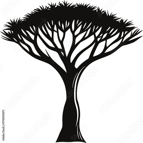 Silhouette of a unique african baobab tree with spreading branches
