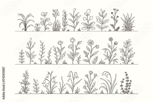 Collection of vintage botanical plants and herbs drawn in classic engraving line style.