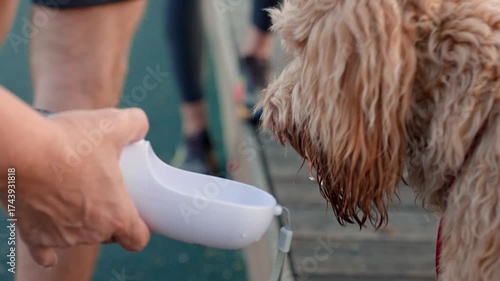 Curly brown dog drinks from portable drinker outside
