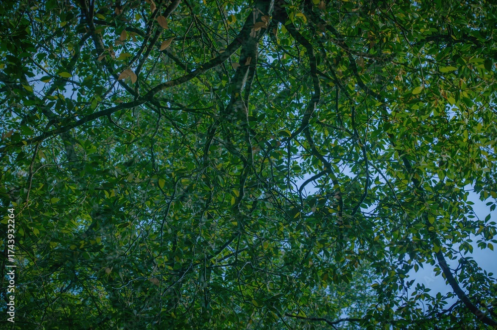 Fototapeta premium Mirror Image of a Tree with Leaves