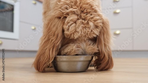 Curly brown Labradoodle or goldendoodle dog eats food from a bowl in the kitchen at home