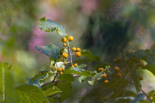 Photos Oriental bittersweet (Celastrus orbiculatus)  is a woody vine