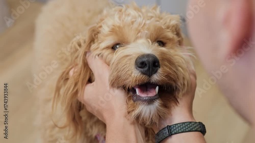 A man strokes an adorable curly-haired brown labradoodle or goldendoodle dog in the kitchen at home