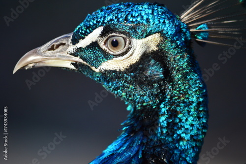 portrait of a peacock