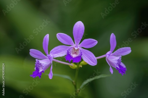 Epidendrum ibaguense in vibrant purple, an epiphytic orchid species from the genus Epidendrum found in northern parts of South America.