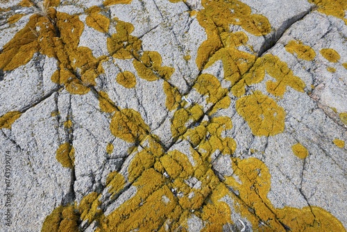 Yellowish lichen on a furrowed granite rock, Resö Island, Bohuslän, Skagerrak, Sotenäs, Västra Götalands län, Sweden