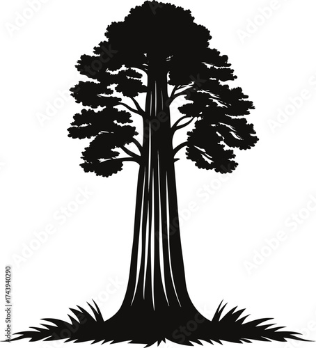 Majestic silhouette of a tall sequoia tree with grass