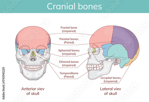 Skull anatomy. Facial bones with front and side view of human skull. Hand drawn anatomical vector illustration.