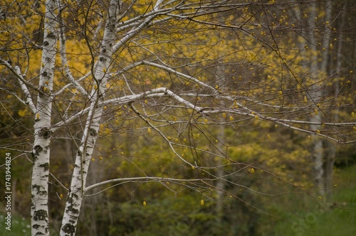 Wallpaper Mural Leafless birch adorned with dangling catkins against a soft, unfocused backdrop of autumn foliage and sparse green grass Torontodigital.ca
