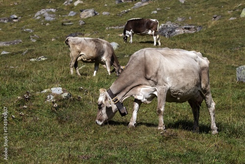 Wallpaper Mural Cattle (Bos taurus) in the meadow, Sambuco Valley, Vale Sambuco, near Fusio, Lavizzara, Canton Ticino, Switzerland Torontodigital.ca