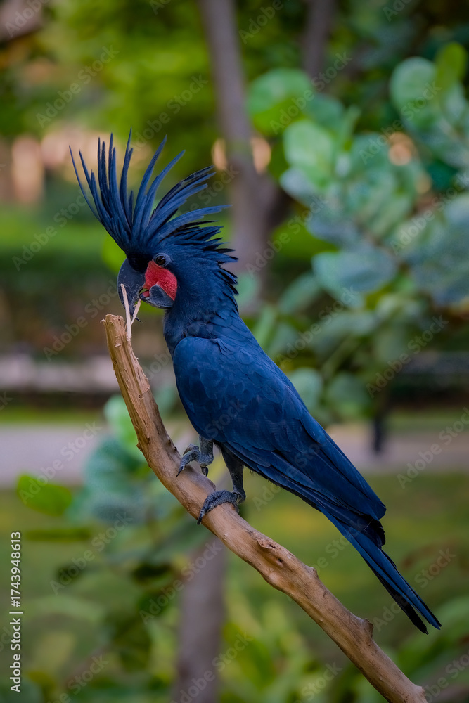 Obraz premium Palm Cockatoo, Probosciger aterrimus, also known as the Goliath Cockatoo