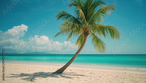 Fototapeta Naklejka Na Ścianę i Meble -  A coconut palm tree on a beautiful sandy shore with a wide view