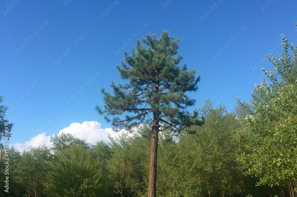 Obraz premium A single pine standing tall in the summertime