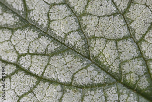 Caucasian forget-me-not (Brunnera macrophylla Jack Frost), leaf pattern, Emsland, Lower Saxony, Germany