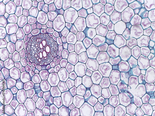 Fotografie Section of a Dryopteris Fern Stem
