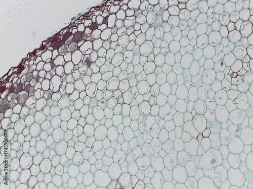 Obraz na płótnie Cross-Section of a Marattia Fern Root