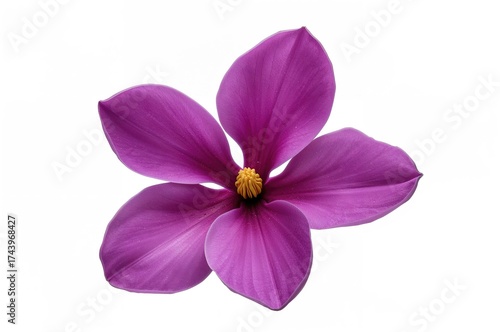 Single purple magnolia felix flower on a plain white backdrop with clipping path