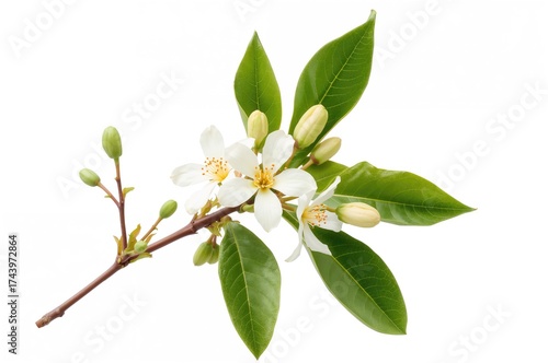 Branch of orange tree featuring white blossoms, buds, and foliage on a white background. Neroli flowers. Citrus flowering.
