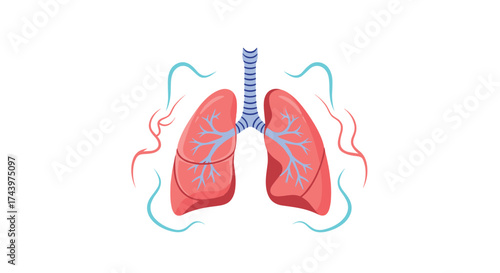 An illustration of the human lungs depicting the process of breathing and air circulation within the respiratory system.