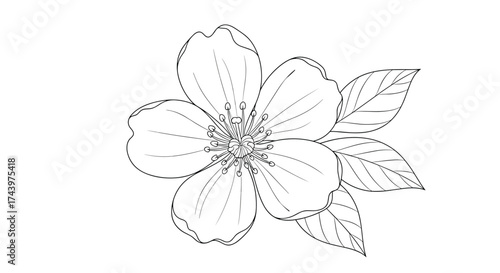 A delicate line drawing of a five petal flower with simple leaves.