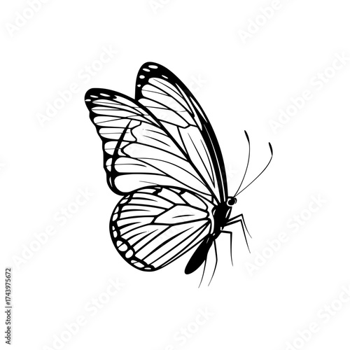 Elegant butterfly illustration, perfect for nature-themed designs or springtime promotions and creative projects