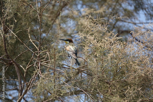 the European bee eater (Merops apiaster) beautiful wild birds of Egypt