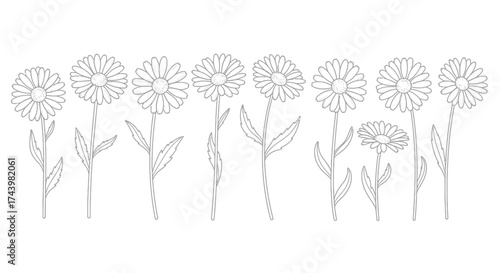 Delicate floral line art collection featuring multiple daisy blooms and stems for artistic design vector