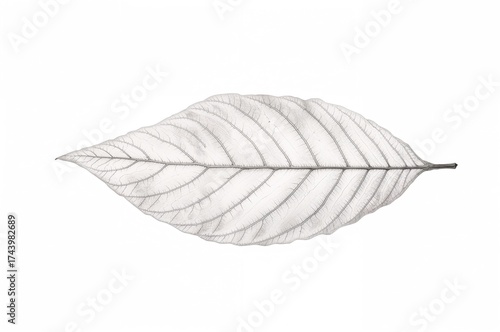 White Background Featuring ...