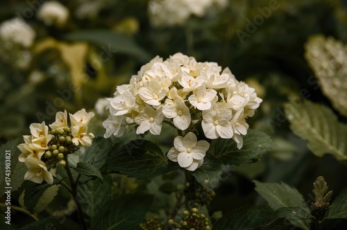 Close-up of Hydrangea panic...