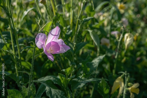 Blooming sweet pea flowers....