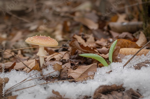 A lone mushroom rises among...