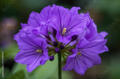 Vibrant purple blossoms ful...